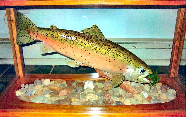 Fish Taxidermy Pennsylvania A Rainbow Trout Mounted In A Glass Table