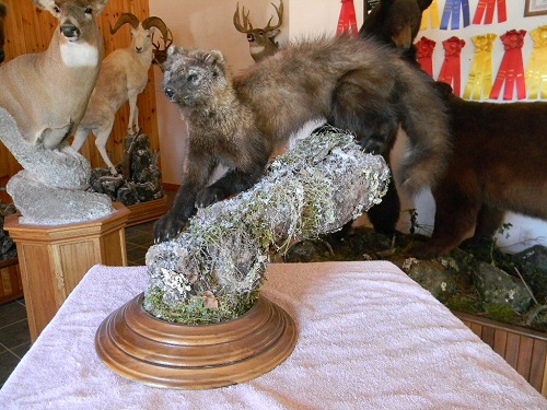 Fisher Cat Taxidermy Mounts