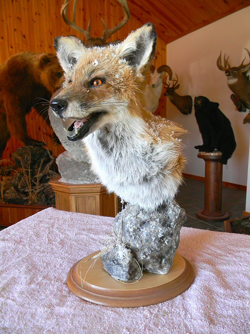 Fox Taxidermy Mounts, Fox Taxidermy, Red Fox Taxidermy, Grey Fox Taxidermy 