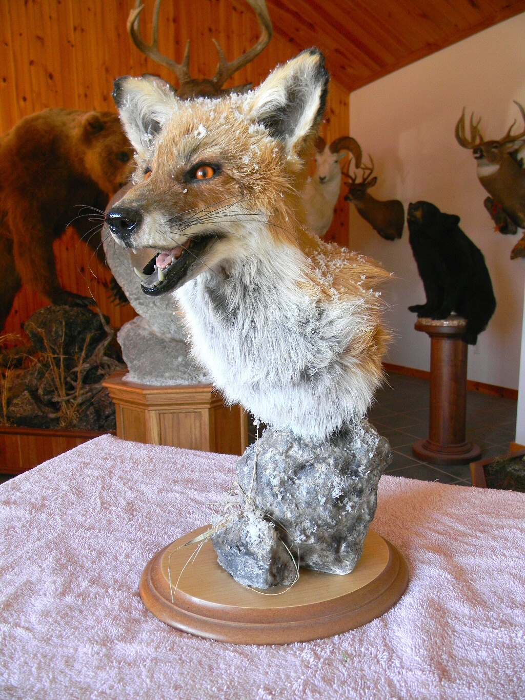 Fox Taxidermy, Fox Taxidermist In Pennsylvania, Red Fox Taxidermy Mounts, Grey Fox Taxidermy Mounts, Taxidermy Fox Price,Taxidermy Fox Head