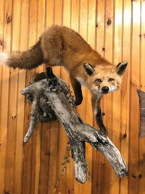Fox Taxidermy Full Body Wall Mounts