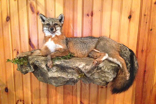Life Size Fox Mounts