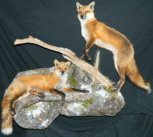 Red Fox Taxidermy Full Body Mounts, Best Red Fox Taxidermy In Pennsylvania, Red Fox Taxidermy Wall Mount, Red Fox Mount Prices