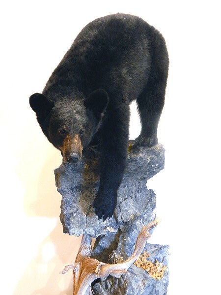 full size taxidermy bear