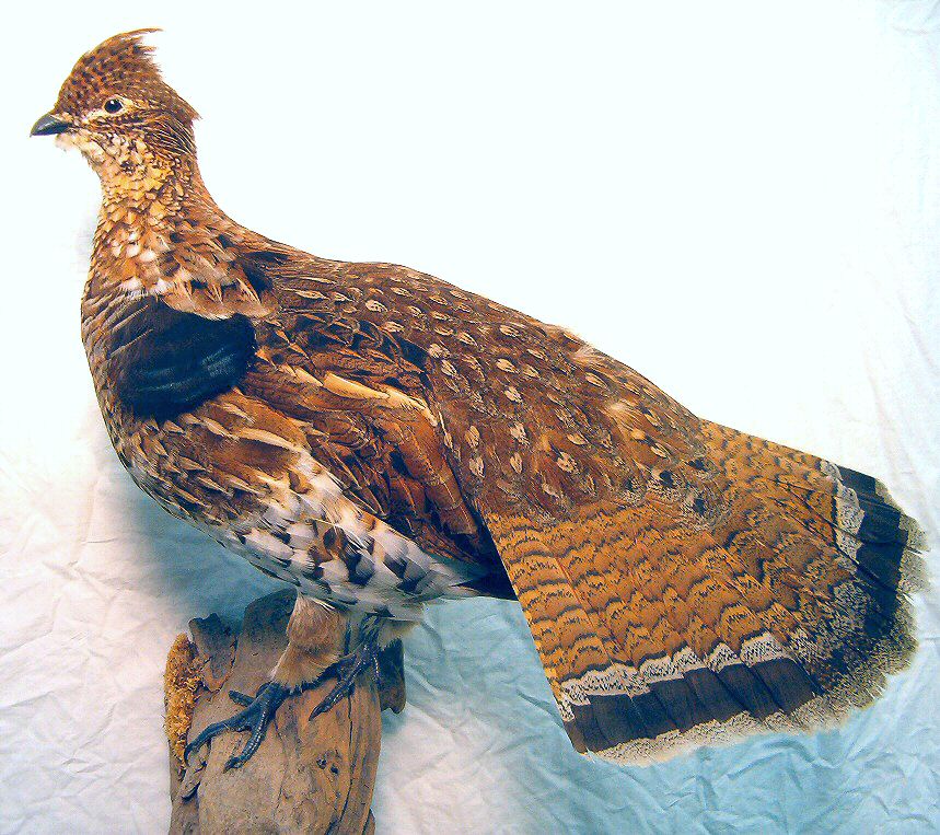 Grouse Taxidermy Mounts