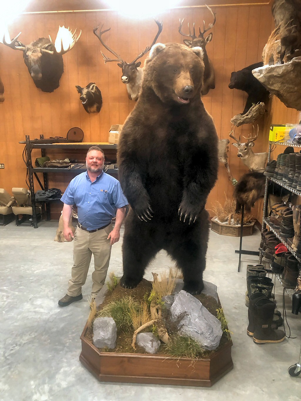 Many of our Life Size brown bear mounts come from hunts from other states, Alaska or other countries including Canada. 