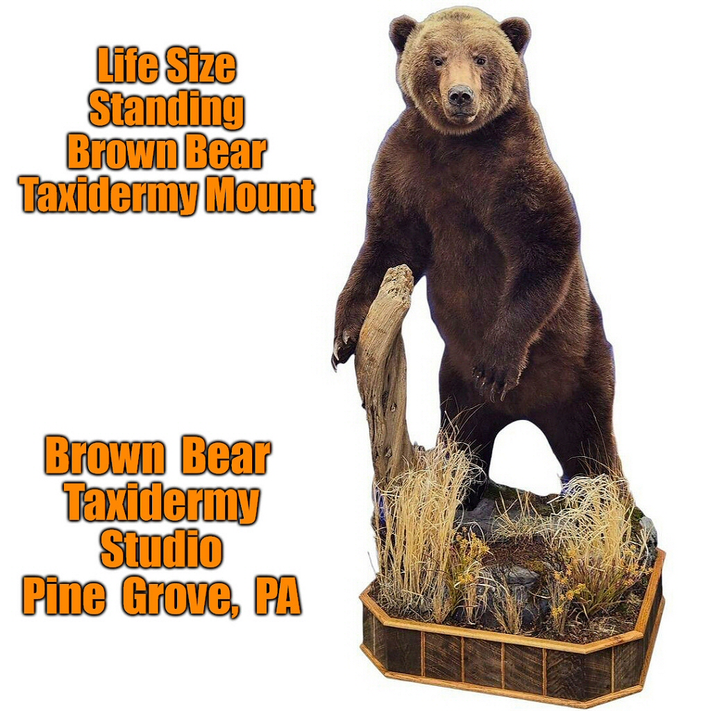 Life Size Standing Brown Bear Taxidermy Mount by Brown Bear Taxidermy Studio Pine Grove PA
