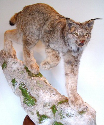 Lynx Taxidermy Mounts, Lynx Pedestal Mounts, Cool Lynx Mount Ideas