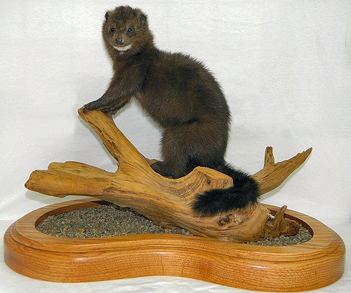 Mink Taxidermy Mounts