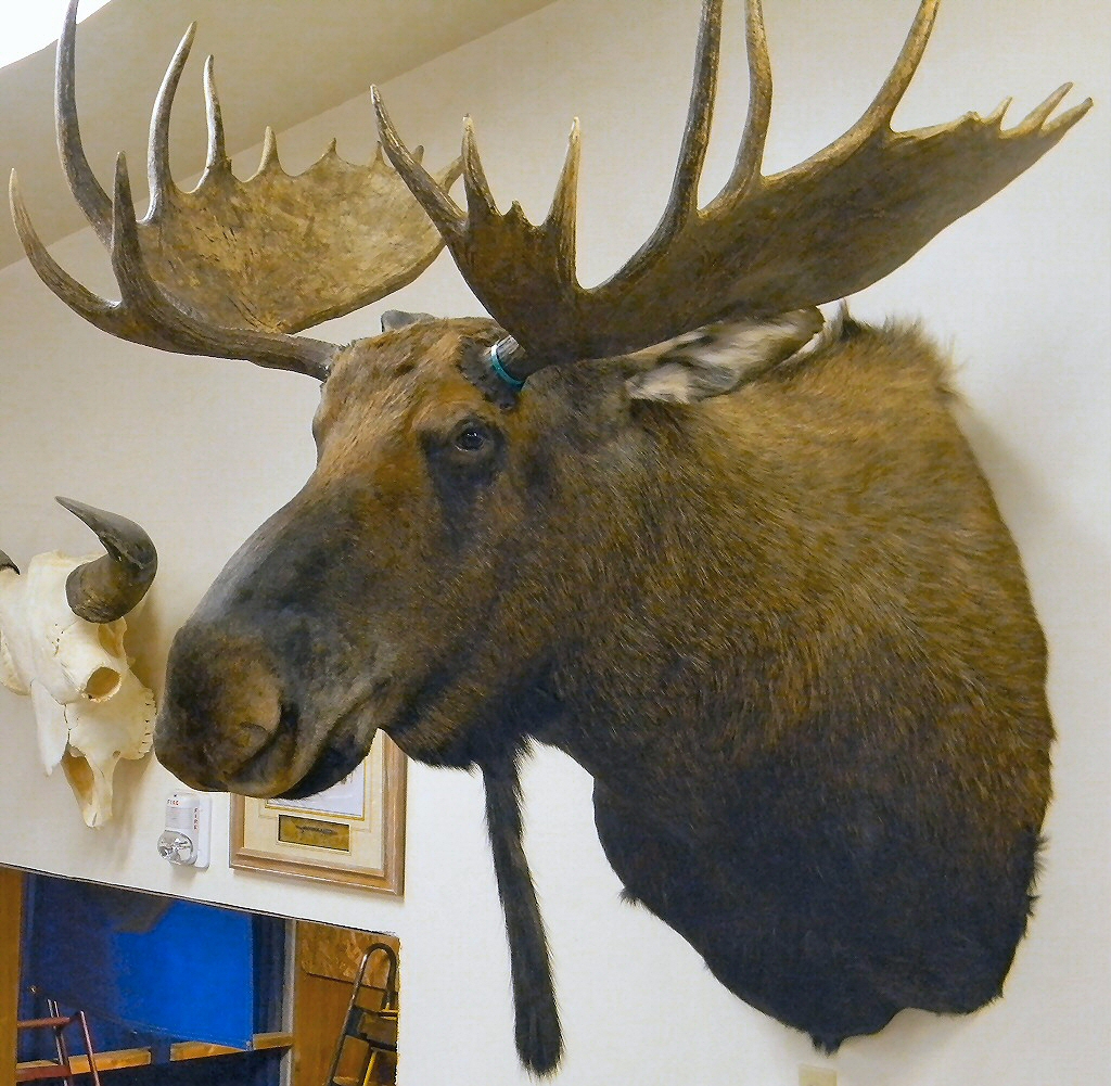 Moose Taxidermy Pennsylvania,Moose Taxidermy Studio Pennsylvania,Pennsylvania Taxidermist,Moose Taxidermist,Moose Shoulder Mount,Moose Pedestal Mount