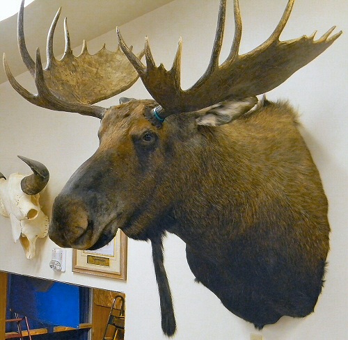 Moose Shoulder Mount Taxidermy In Pennsylvania