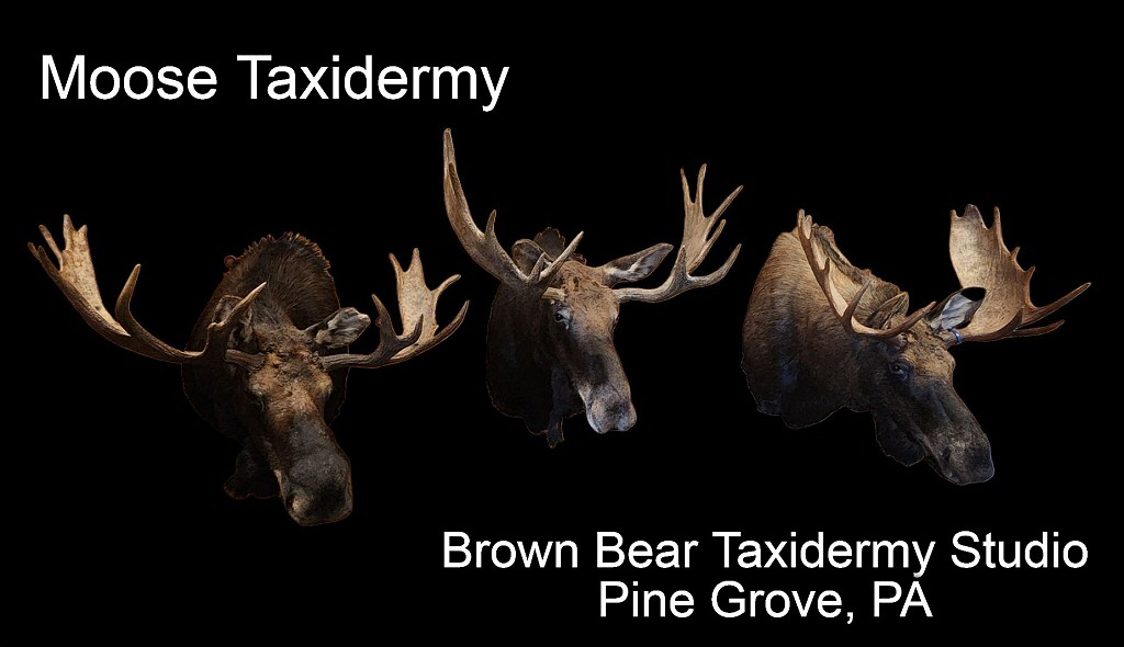 Moose Taxidermy Mount Ideas Brown Bear Taxidermy Studio Pine Grove PA