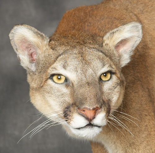 Mountain Lion Cougar Taxidermy Mounts, Cool Mountain Lion Cougar Taxidermy Mount Ideas, Life Size Mountain Lion Cougar Taxidermy Mounts