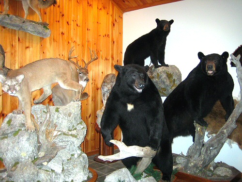 Brown Bear Taxidermy Studio Pine Grove Pennsylvania Cougar Mountain Lion Mounts