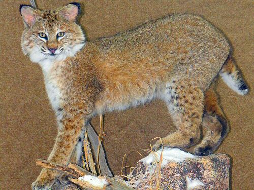 Bobcat Mount - Sahana's Taxidermy - Predator Hunting - NJ Woods & Water