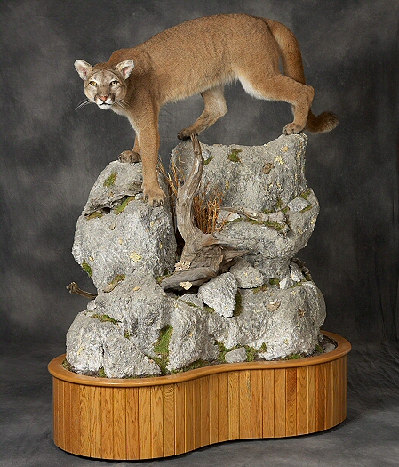 Bobcat Mount - Sahana's Taxidermy - Predator Hunting - NJ Woods & Water