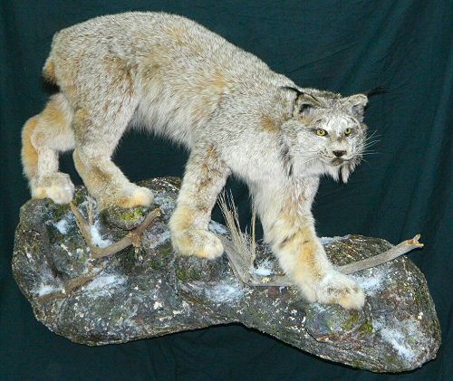 Lynx Mounts, Lynx Taxidermy Mounts