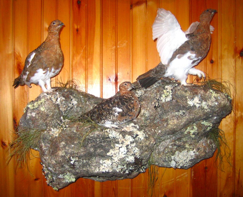 Ptarmigan Taxidermy Mounts - Bird - Upland Game - Flying Taxidermy Mounts