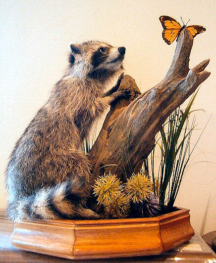Raccoon Taxidermy Mounts Pennsylvania
