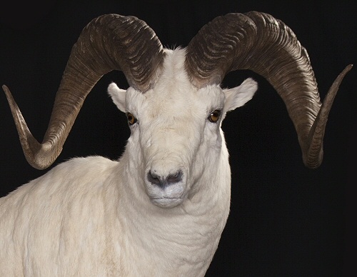 Custom Sheep Taxidermy - Dall Sheep Taxidermy - Full Body Sheep Mount - Shoulder Mount