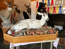 Deer Taxidermy For Sale