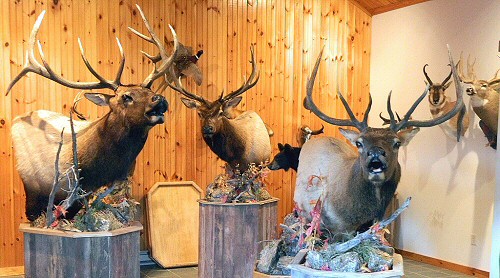 Elk Taxidermy Mounts, Elk Taxidermist In Pennsylvania, Bugling Elk Mount,Pedestal Elk Mount,Elk Wall Mount,Elk Mounts, Elk Mounts For Low Ceilings,Best Elk Mounts,Elk Antler Mounts,Elk Pedestal Mount Ideas,Cool Elk Mount Ideas,Life Like Elk Mounts,Best Elk Mounts,Elk Mounts Near Me In Pennsylvania