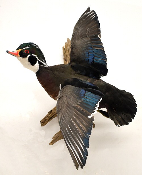 wood duck mounts ideas