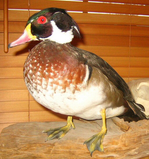 Wood Duck Taxidermy Mount, Male Wood Duck Mount