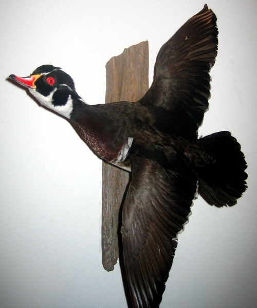 wood duck mounts ideas