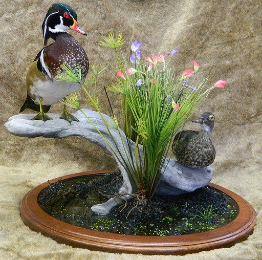 mallard duck mount ideas