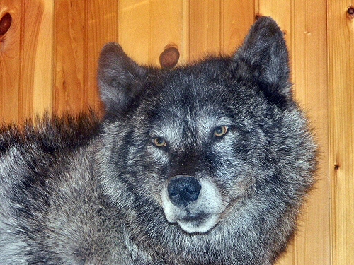 Gray Wolf Taxidermy Mounts, Black Wolf Mount, Cool Wolf Mount Ideas