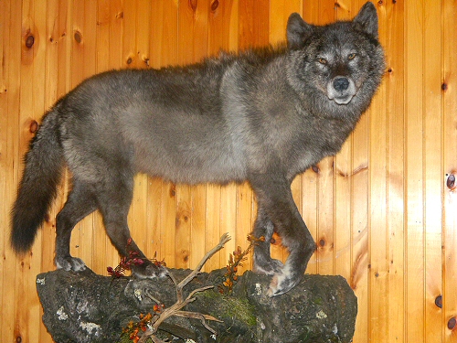 Silver Wolf Mounts, Wolves can be mounted on almost any natural looking habitat material like rock. They can also make a very nice wall mount using natural habitat.