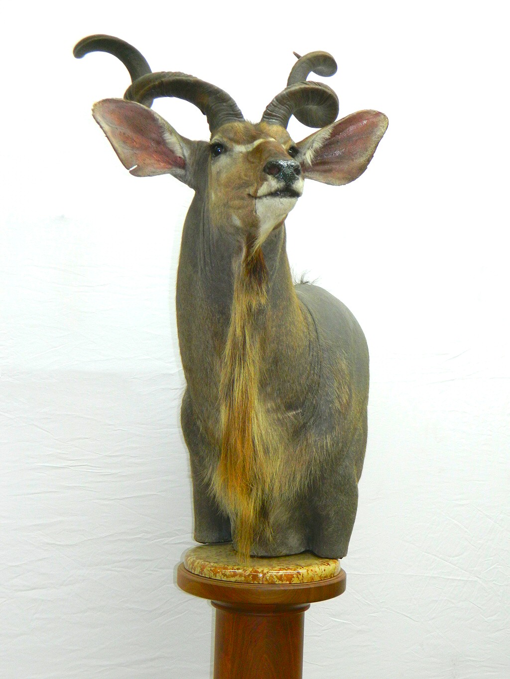 African Taxidermy - Kudu Shoulder Mounts & Kudu Pedestal Mounts