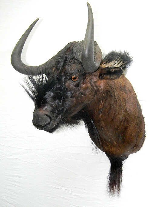 Wildebeest Shoulder Taxidermy Mounts & Wildebeest Pedestal Mounts - Full Body African Taxidermy Mounts & Custom African Habitats 