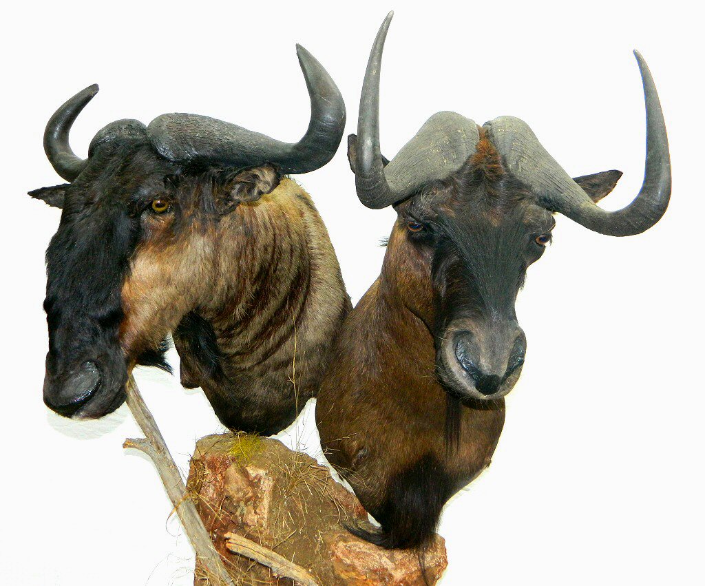 Black Wildebeest Mount