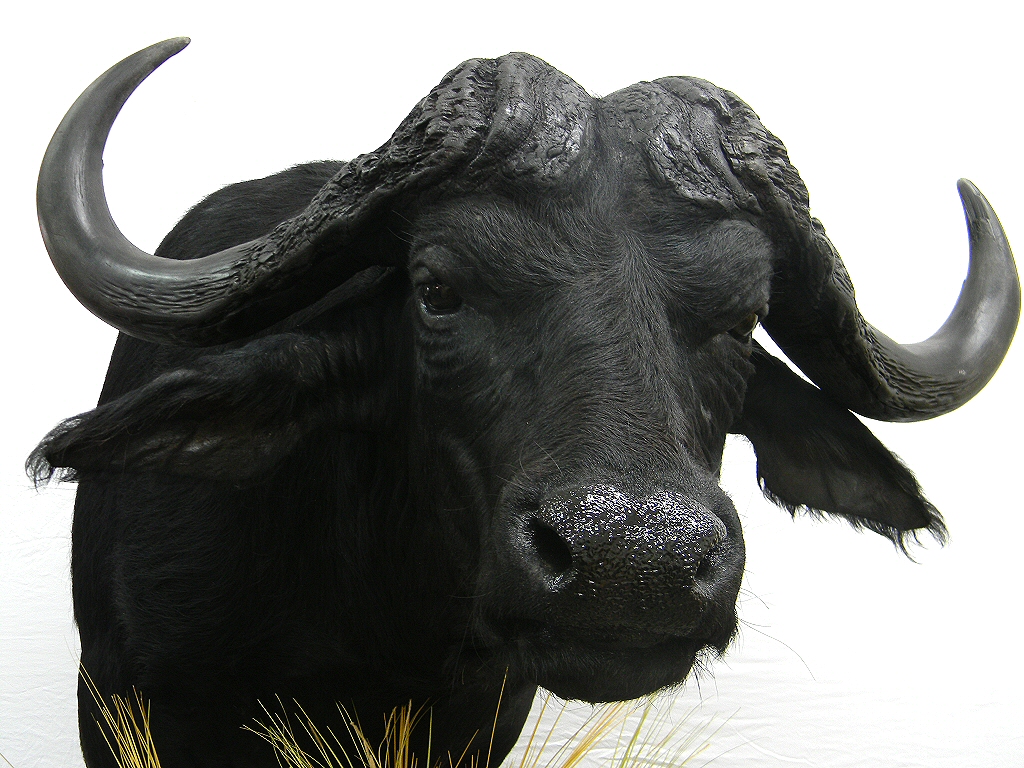 Cape Buffalo Taxidermy Mounts, Cape Buffalo Pedestal Mount, African Taxidermy Mounts By Brown Bear Taxidermy Studio Pine Grove PA, Cape Buffalo Full Body Life Size Mount, Cape Buffalo Taxidermist Pennsylvania, African Taxidermy Mounts