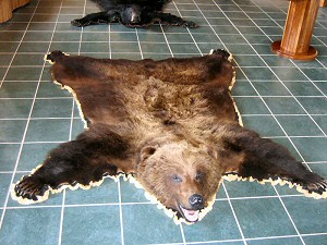 Brown Bear Rugs For Sale Taxidermy With Heads