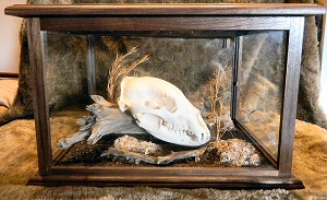 Bear Skull Taxidermy Mounts Pennsylvania