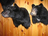 Shoulder mount bear for sale