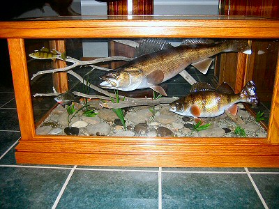 Glass Table Taxidermy Mount of Walleye Chasing Perch , Pennsylvania Fish Taxidermy, Pennsylvania Fish Taxidermist, Fish Taxidermist, Fish Taxidermy