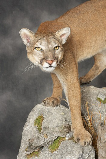 mountain lion pennsylvania